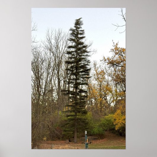 Tall Tree Foto Poster (Vorne)