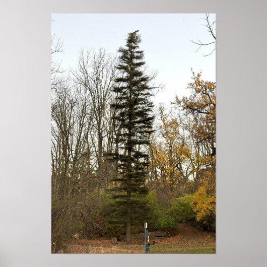 Tall Tree Foto Poster (Vorne)