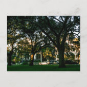 Tall Trees in Downtown Charleston, South Carolina Postkarte (Vorderseite)