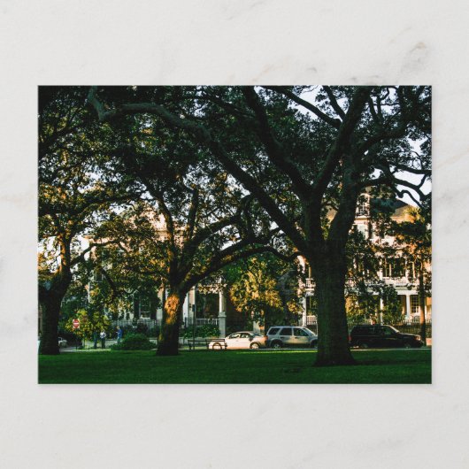 Tall Trees in Downtown Charleston, South Carolina Postkarte (Vorderseite)