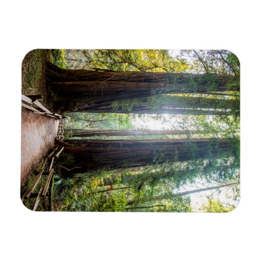 Tall Trees Magnet (Horizontal)