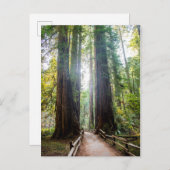 Tall Trees Postkarte (Vorne/Hinten)