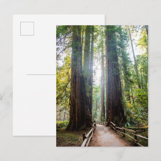 Tall Trees Postkarte (Vorne/Hinten)