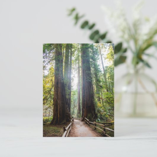 Tall Trees Postkarte (Stehend Vorderseite)