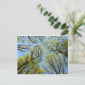 Tall Trees Postkarte (Stehend Vorderseite)