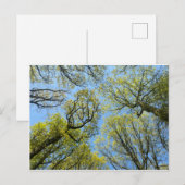 Tall Trees Postkarte (Vorne/Hinten)
