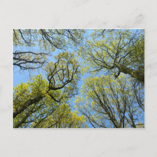 Tall Trees Postkarte