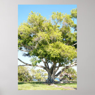 Tall wide Tree and Bench Poster