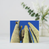 Tallest Crested Saguaro Postkarte (Stehend Vorderseite)