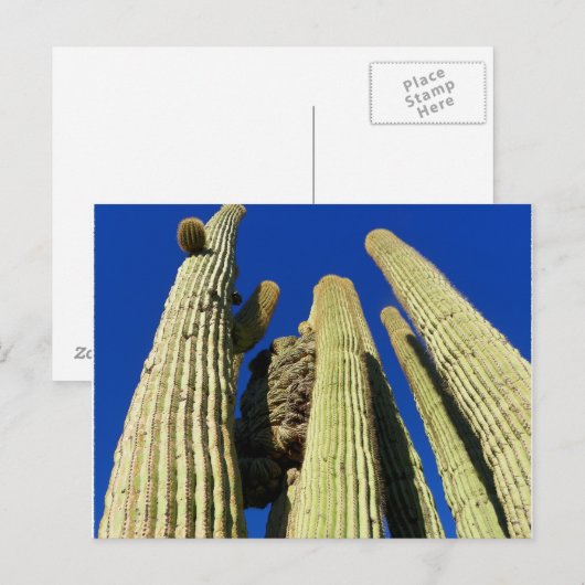 Tallest Crested Saguaro Postkarte (Vorne/Hinten)