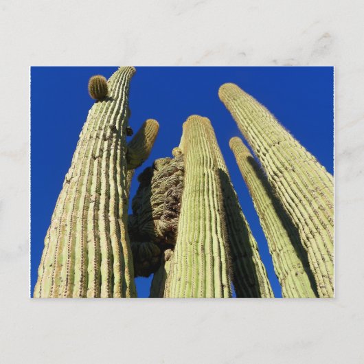 Tallest Crested Saguaro Postkarte (Vorderseite)
