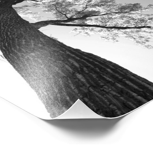 Tallest Tree Foto Print (Ecke)