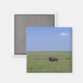 Tallgrass Prairie National Preserve - Kansas Magnet (Vorderseite/Rückseite)