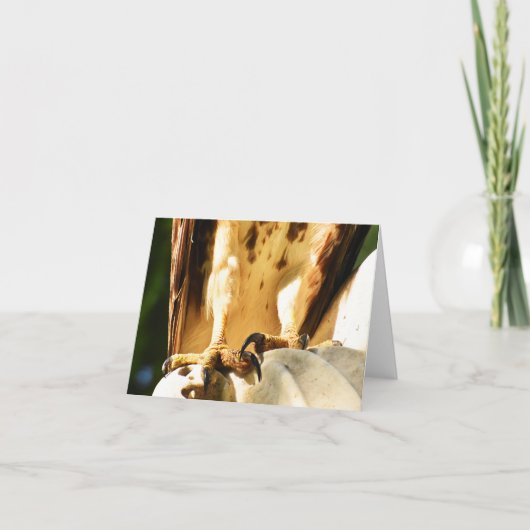 Talons (Red-tails Hawk #2) - Blank Note Card Dankeskarte (Vorderseite)