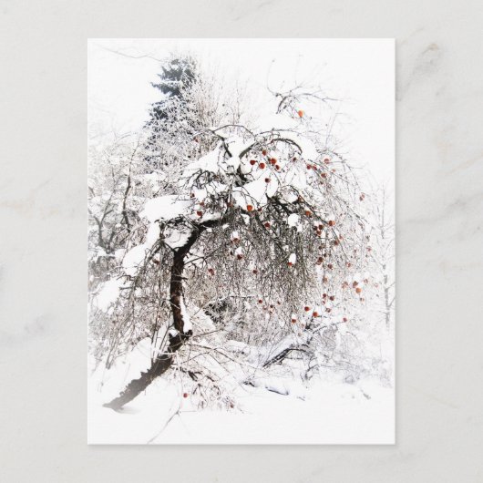 Talviomenat Postkarte (Vorderseite)