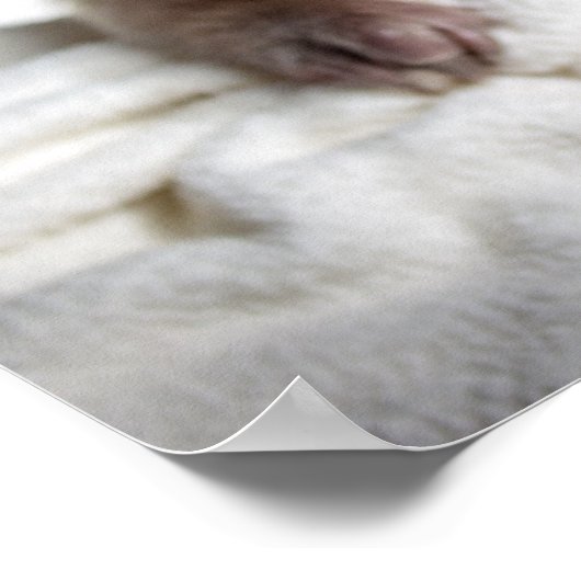 Tamandua Poster (Ecke)