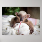 Tamandua Poster (Vorne)