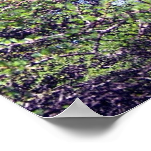 Tamarack Larch Tree 1 Poster (Ecke)