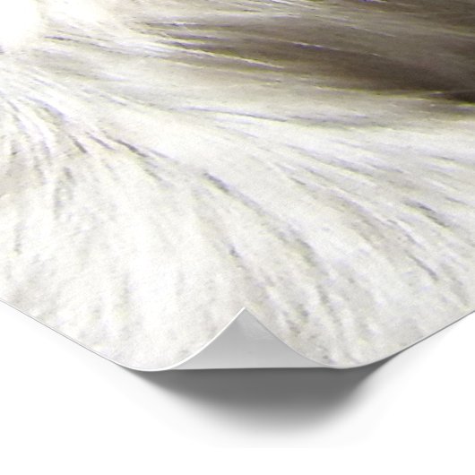 Tamarin-Baumwollspitze Poster (Ecke)