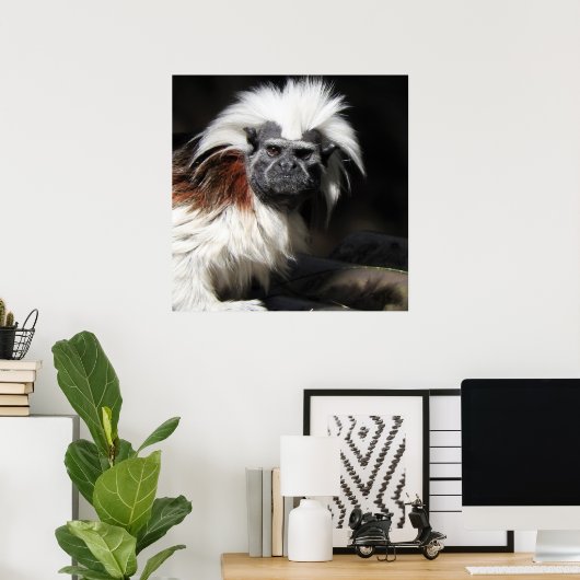 Tamarin-Baumwollspitze Poster (Heimbüro)