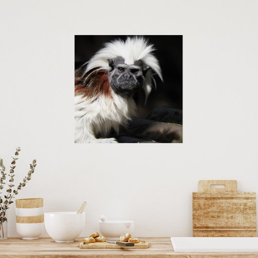 Tamarin-Baumwollspitze Poster (Küche)
