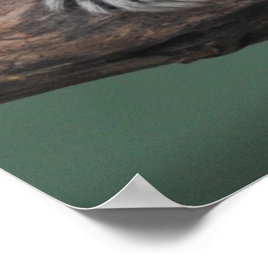 Tamarin-Baumwollspitze Poster (Ecke)