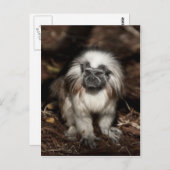 Tamarin-Baumwollspitze Postkarte (Vorne/Hinten)