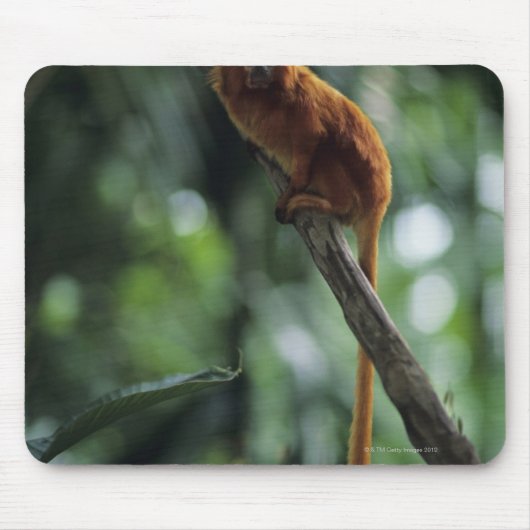 Tamarin (Leontopithecus rosalia) Mousepad (Vorne)