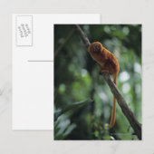 Tamarin (Leontopithecus rosalia) Postkarte (Vorne/Hinten)