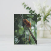 Tamarin (Leontopithecus rosalia) Postkarte (Stehend Vorderseite)