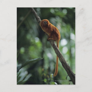 Tamarin (Leontopithecus rosalia) Postkarte