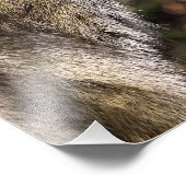 TAMARIN MONKEY FOTODRUCK (Ecke)