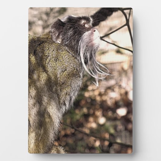 TAMARIN MONKEY FOTOPLATTE (Vorderseite)