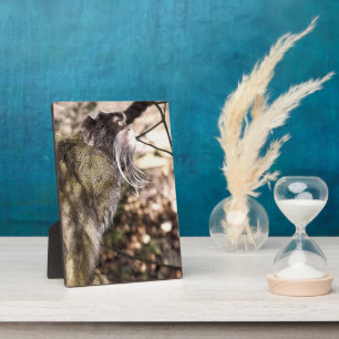 TAMARIN MONKEY FOTOPLATTE