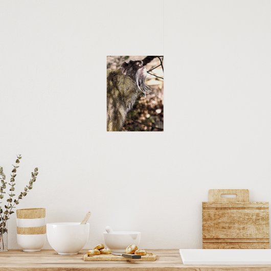 TAMARIN MONKEY POSTER (Küche)