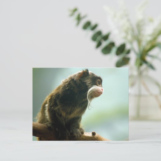Tamarin Monkey Postkarte (Stehend Vorderseite)