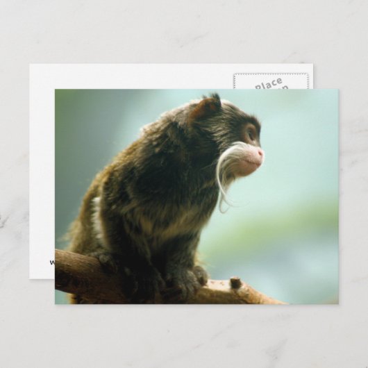 Tamarin Monkey Postkarte (Vorne/Hinten)