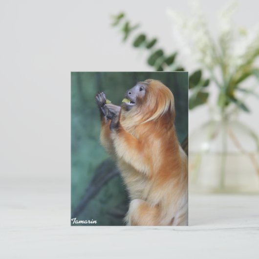 Tamarin Monkey Postkarte (Stehend Vorderseite)