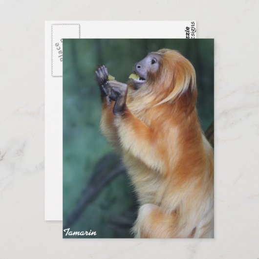 Tamarin Monkey Postkarte (Vorne/Hinten)