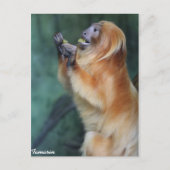 Tamarin Monkey Postkarte (Vorderseite)