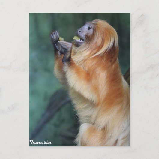 Tamarin Monkey Postkarte (Vorderseite)