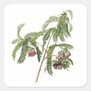 tamarind Blume von Redouté Quadratischer Aufkleber