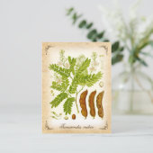 Tamarind - Vintage Abbildung Postkarte (Stehend Vorderseite)