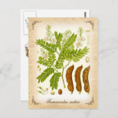 Tamarind - Vintage Abbildung Postkarte (Vorne/Hinten)