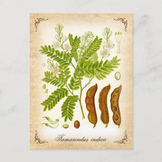 Tamarind - Vintage Abbildung Postkarte (Vorderseite)
