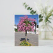 Tamarix-Baumblüte Postkarte (Stehend Vorderseite)