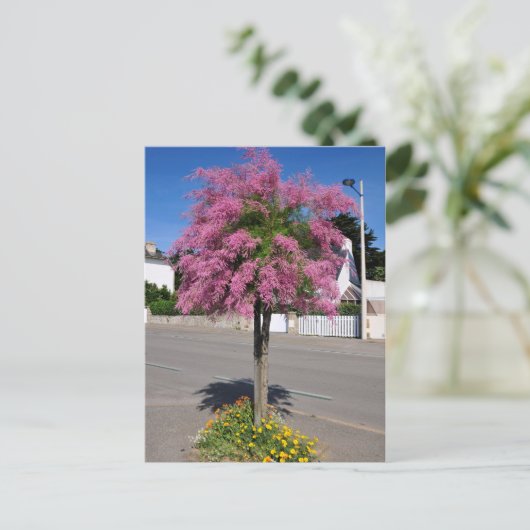 Tamarix-Baumblüte Postkarte (Stehend Vorderseite)