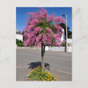 Tamarix-Baumblüte Postkarte