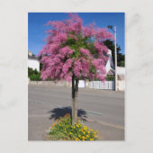 Tamarix-Baumblüte Postkarte (Vorderseite)