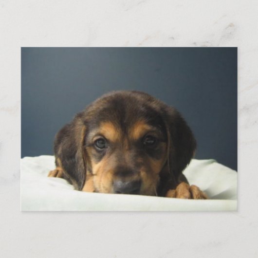 Tammy Postkarte (Vorderseite)